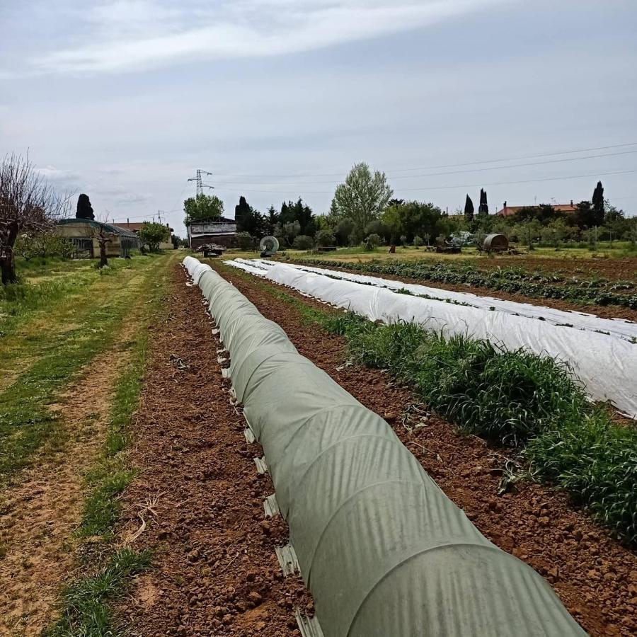 Agriturismo Il Cipresso Villa Vada Bagian luar foto