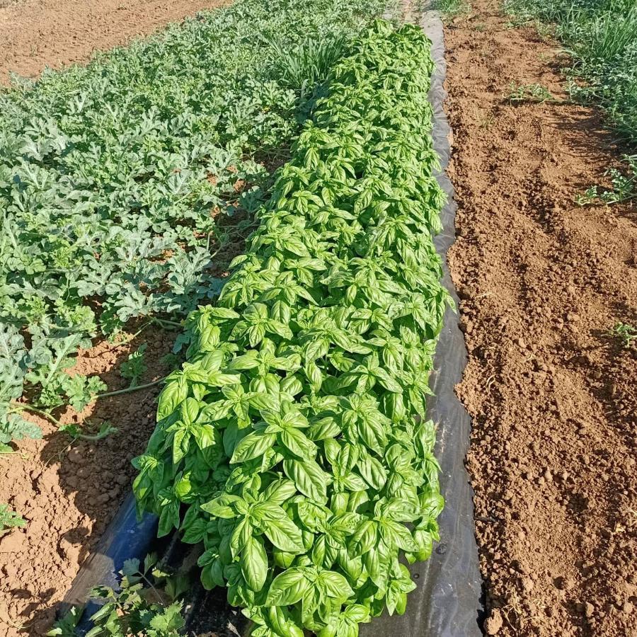 Agriturismo Il Cipresso Vada Bagian luar foto