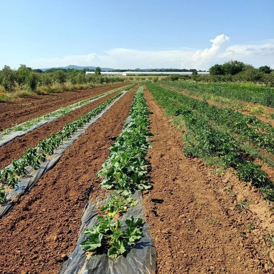 Agriturismo Il Cipresso Villa Vada Bagian luar foto