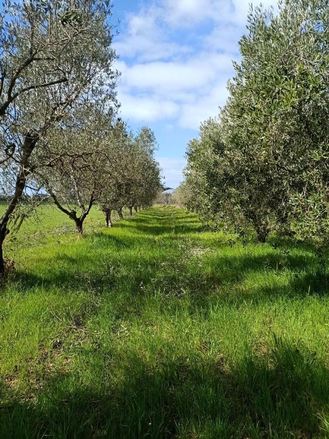 Agriturismo Il Cipresso Villa Vada Bagian luar foto