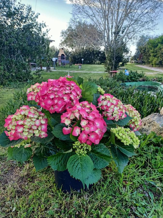 Agriturismo Il Cipresso Vada Bagian luar foto