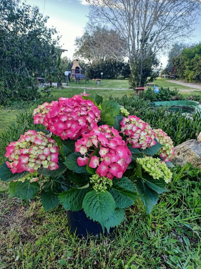 Agriturismo Il Cipresso Villa Vada Bagian luar foto